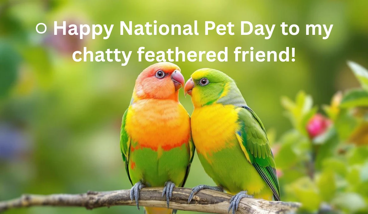 National Pet Day Messages for Birds